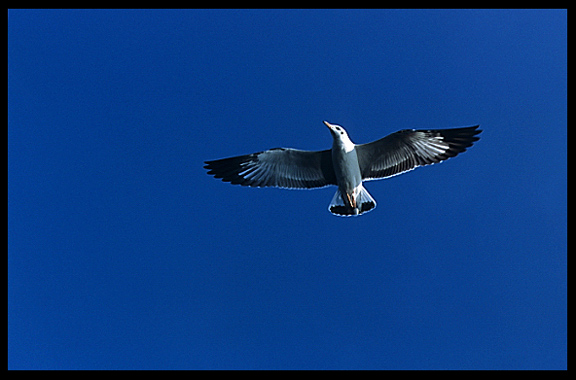 Inle Lake is rich in wildlife. A bird (gull) flying over our canoe.