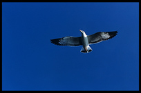 Inle Lake is rich in wildlife. A bird (gull) flying over our canoe.