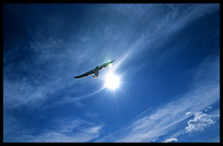 Inle Lake is rich in wildlife. A bird (gull) flying over our canoe.