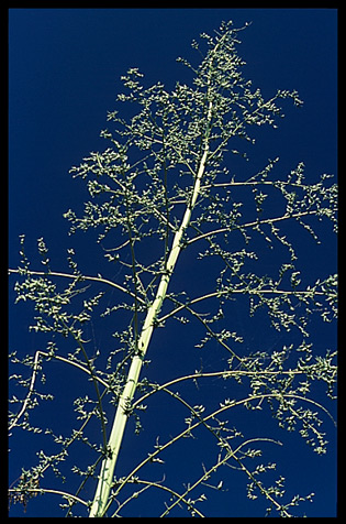 Typical trees on the Shan Plateau near Kalaw.