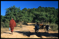 A Buddhist monk is walking on the Shan Plateau near Kalaw.