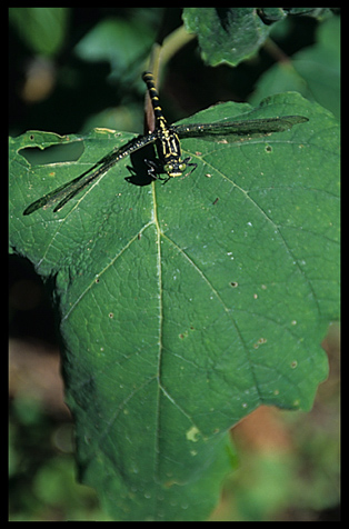 A Dragonfly near Kalaw.