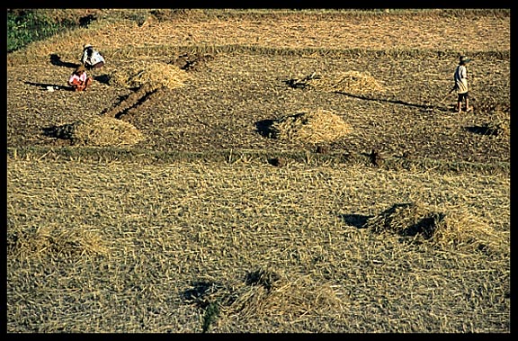 Working the fields on the Shan Plateau near Kalaw.