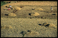 Working the fields on the Shan Plateau near Kalaw.