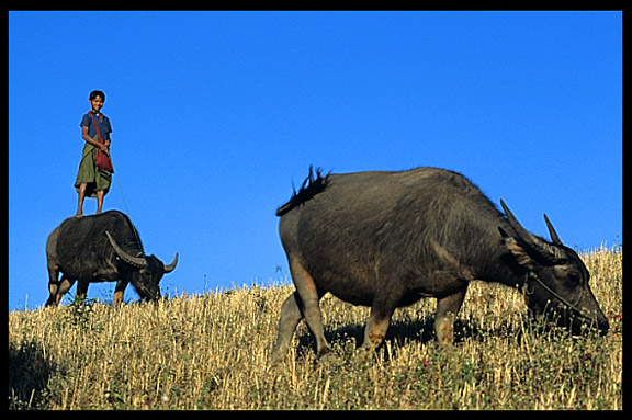 A Burmese boy is balancing on the back of a water buffalo.