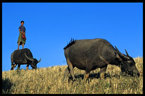 A Burmese boy is balancing on the back of a water buffalo.