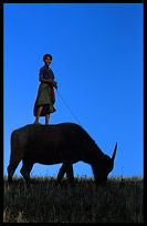A Burmese boy is balancing on the back of a water buffalo.