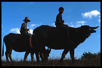 A Burmese boy and girl are balancing on the back of a water buffalo.