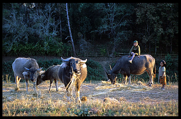 Water buffalos in the village of Kyaingpo on the Shan Plateau near Kalaw.