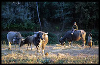 Water buffalos in the village of Kyaingpo on the Shan Plateau near Kalaw.