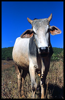 A cow in the fields on the Shan Plateau near Kalaw.