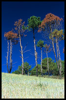 Beautiful trees on the Shan Plateau near Kalaw.