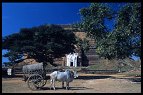 An ox car in front of the Mingun Paya.
