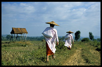 Burmese nuns walking in the field near Hsipaw.