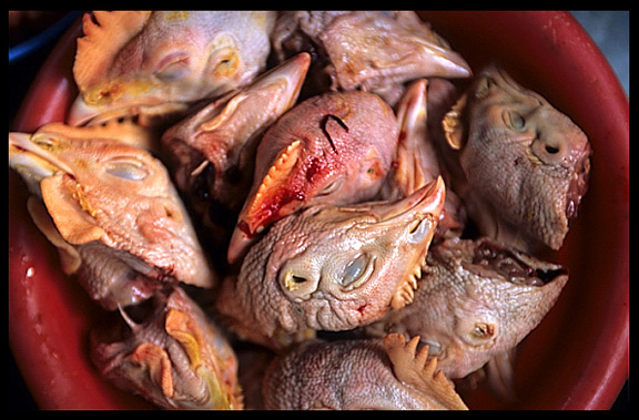 Chicken heads for sale on the market in Hsipaw.