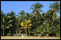 The prisitine beaches backed by swaying palms of Ngapali.