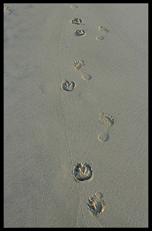 Prints of ox and men on the beach of Ngapali.