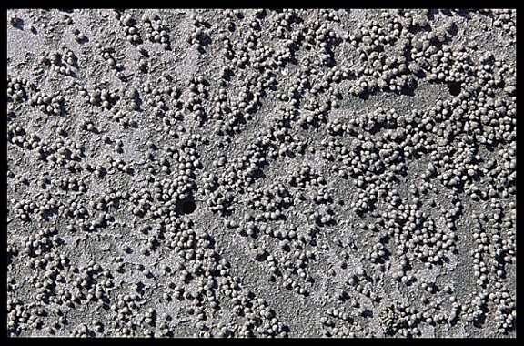 Patterns in the sand on Ngapali beach.