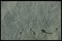 A fish in a shallow pool of water on the beach of Ngapali.