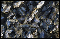 Dried fish in a fishing village near Ngapali.