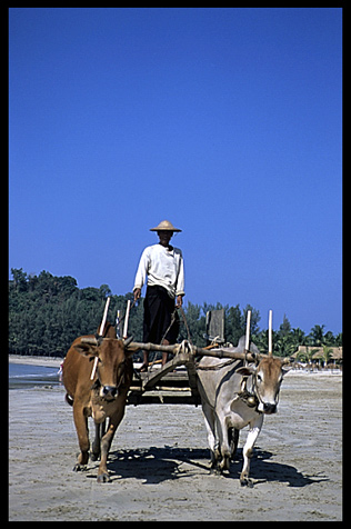A Burmese driving his oxcart on the beach of Ngapali.