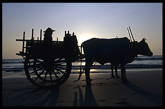 Silhouette of an oxcart during sunset at the beach of Ngapali.
