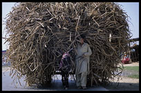 Over the top. A fully loaded donkey car. Multan, Pakistan