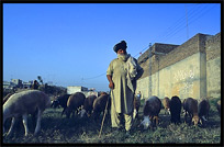 A shepherd and his sheep. Taxila, Pakistan