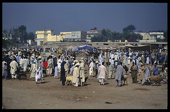 Overview of the Afghan horse market. Peshawar, Pakistan