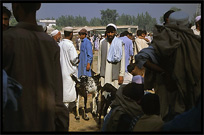 Afghan refugees selling their animals. Peshawar, Pakistan