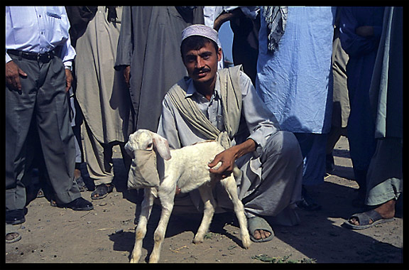 Afghan refugees selling their animals. Peshawar, Pakistan