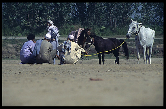 Afghan refugees selling their horses. Peshawar, Pakistan