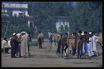 Afghan refugees selling their animals. Peshawar, Pakistan