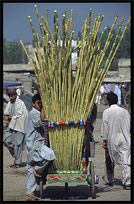 Selling sugarcane on the Afghan horse market. Peshawar, Pakistan