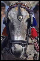 A donkey at the Afghan horse market. Peshawar, Pakistan