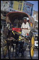 Local transport, a horse car. Peshawar, Pakistan