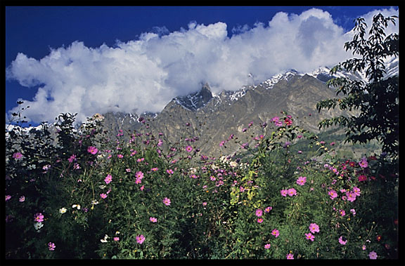 Flowers in the Hunza Valley, seen from Karimabad. Karimabad, Hunza, Pakistan