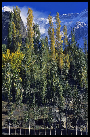 Colorful trees. Karimabad, Hunza, Pakistan