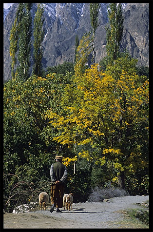 A shepard in the Altit valley. Karimabad, Hunza, Pakistan