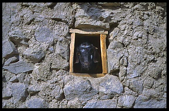 A goat looking out of the window. Karimabad, Hunza, Pakistan