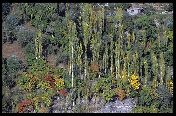 Colorful trees on the road to Altit. Karimabad, Hunza, Pakistan