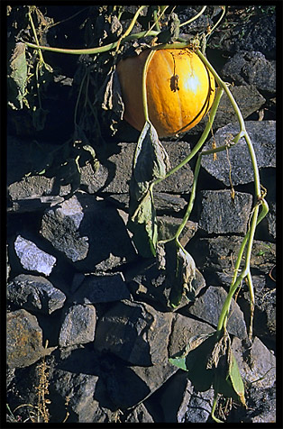 A pumpkin. Karimabad, Hunza, Pakistan