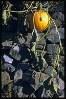 A pumpkin. Karimabad, Hunza, Pakistan