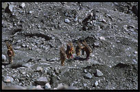 Local villagers crossing the Bualtar Glacier, Hoper, Pakistan