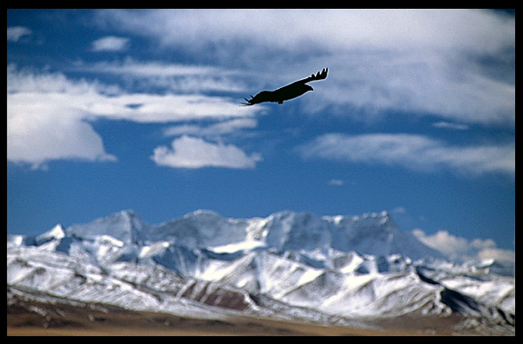 A black crow with the Nyenchen Tanglha massif in the background.