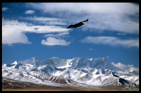 A black crow with the Nyenchen Tanglha massif in the background. Nam Tso, Tibet, China