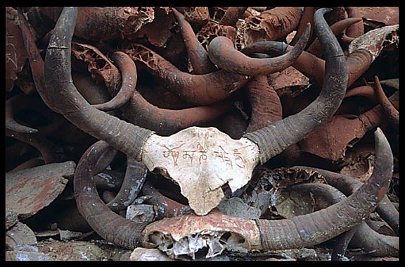 A pile of yak sculls and horns at Reting monastery.