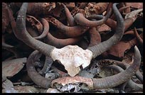 A pile of yak sculls and horns at Reting monastery. Tibet, China