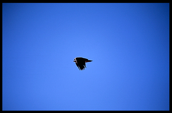 Vultures and eagles approach Drigung Til monastery during a sky-burial.