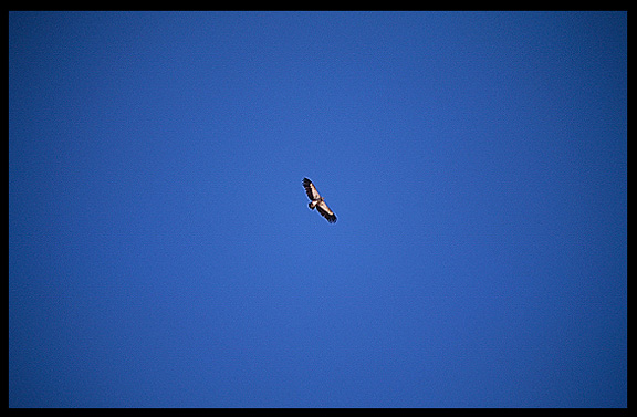 Vultures and eagles approach Drigung Til monastery during a sky-burial.